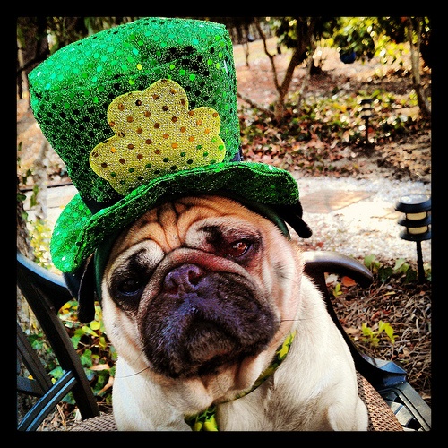 Pug in a hat