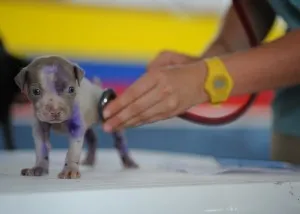 Puppy with stethoscope